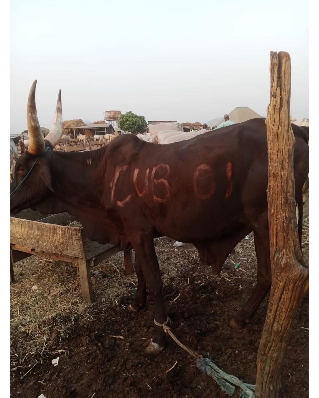 Obi Cubana Gifts Tunde Ednut 6 Cows And N5m For His Birthday Party 