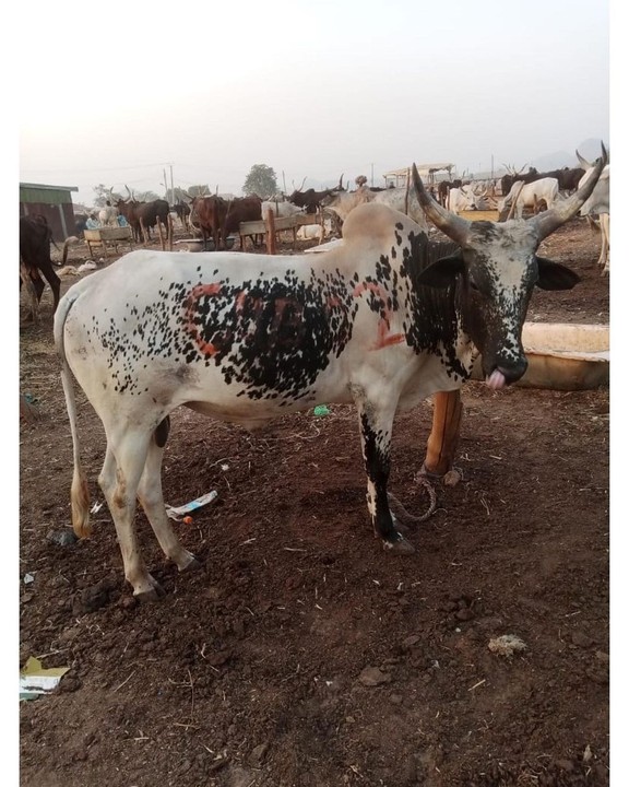 Obi Cubana Gifts Tunde Ednut 6 Cows And N5m For His Birthday Party 