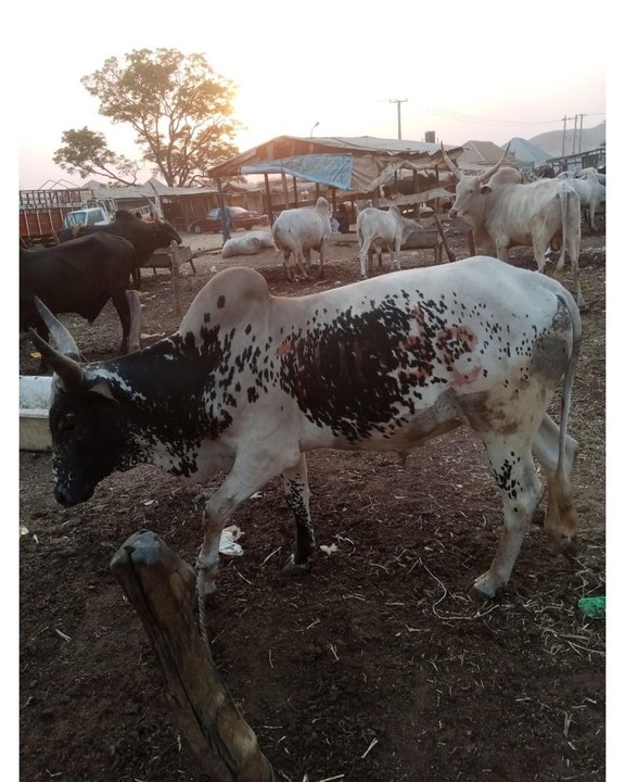 Obi Cubana Gifts Tunde Ednut 6 Cows And N5m For His Birthday Party 