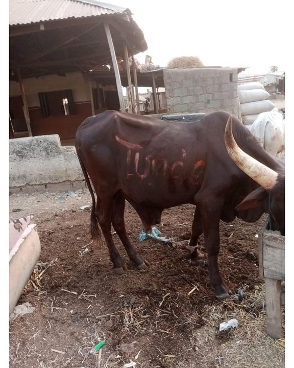 Obi Cubana Gifts Tunde Ednut 6 Cows And N5m For His Birthday Party 