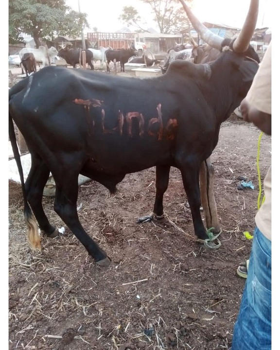 Obi Cubana Gifts Tunde Ednut 6 Cows And N5m For His Birthday Party 