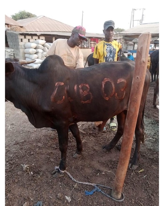 Obi Cubana Gifts Tunde Ednut 6 Cows And N5m For His Birthday Party 