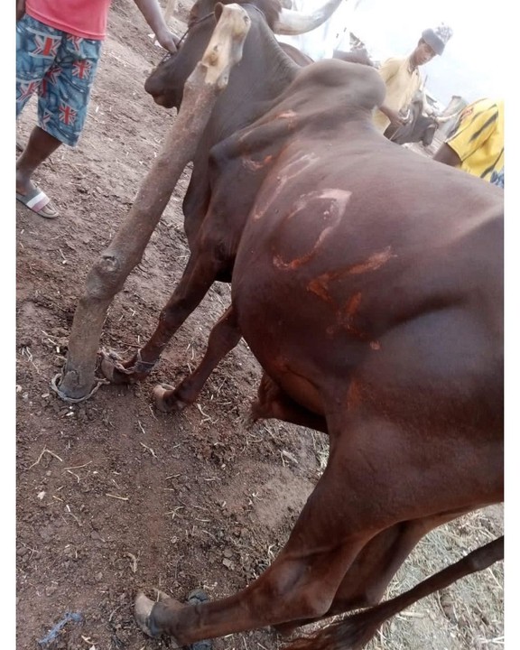 Obi Cubana Gifts Tunde Ednut 6 Cows And N5m For His Birthday Party 