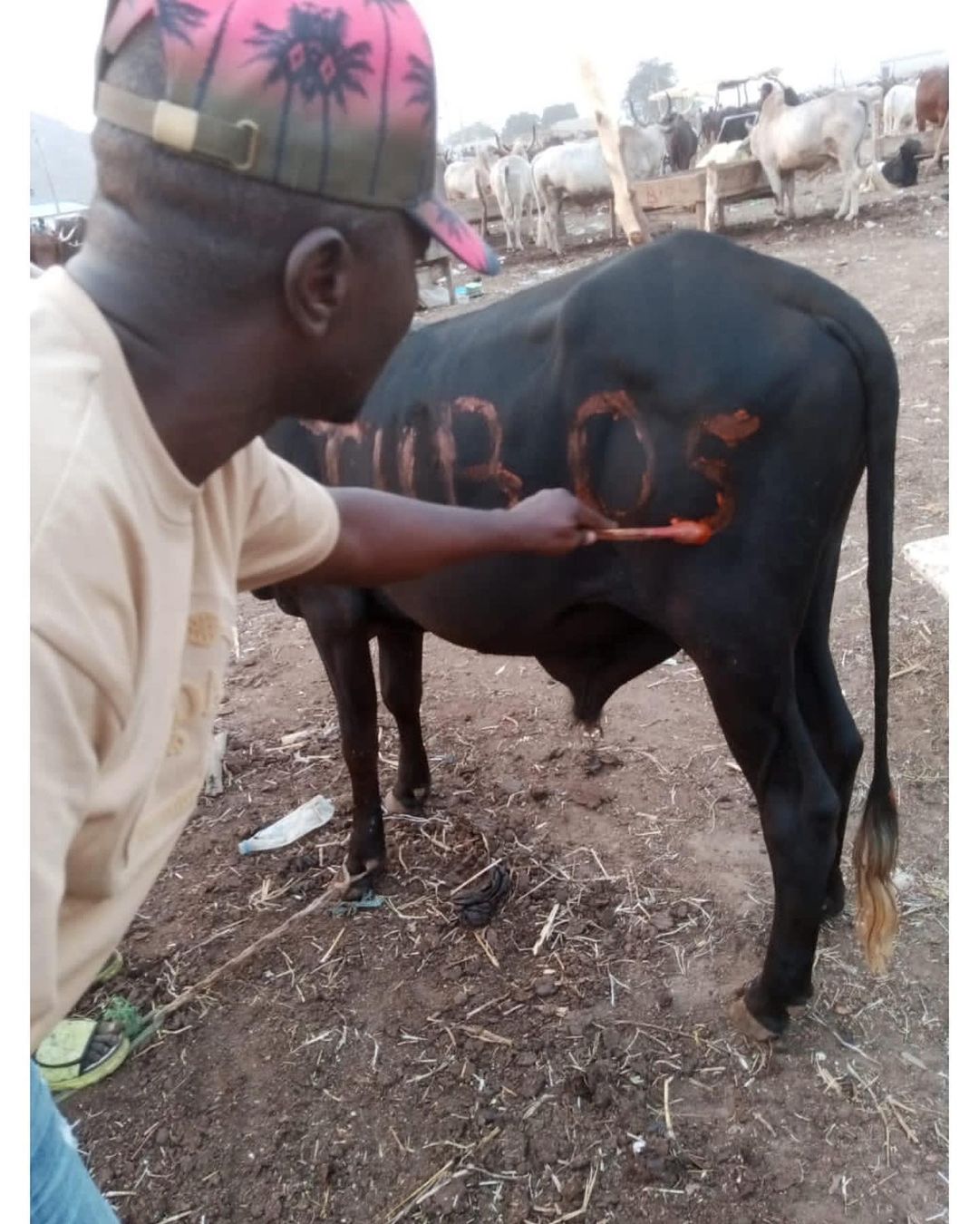 Obi Cubana Gifts Tunde Ednut 6 Cows And N5m For His Birthday Party 