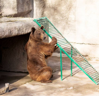 Mum throws her daughter into bear enclosure at zoo as horrified witnesses try to stop her