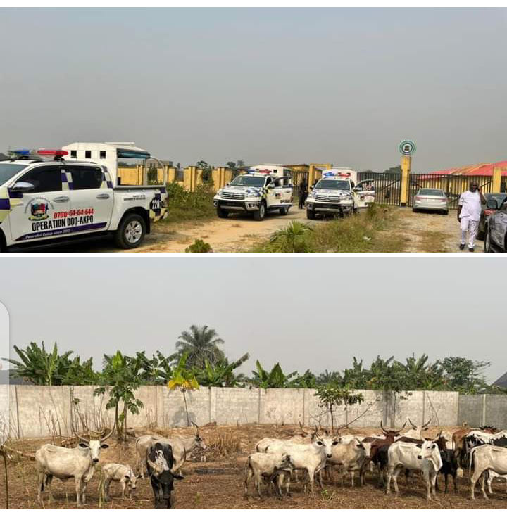 Anti-Open Grazing Law: 44 cows impounded in Bayelsa