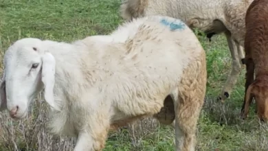 Man accused of breaking into school and sexually assaulting goats and sheep