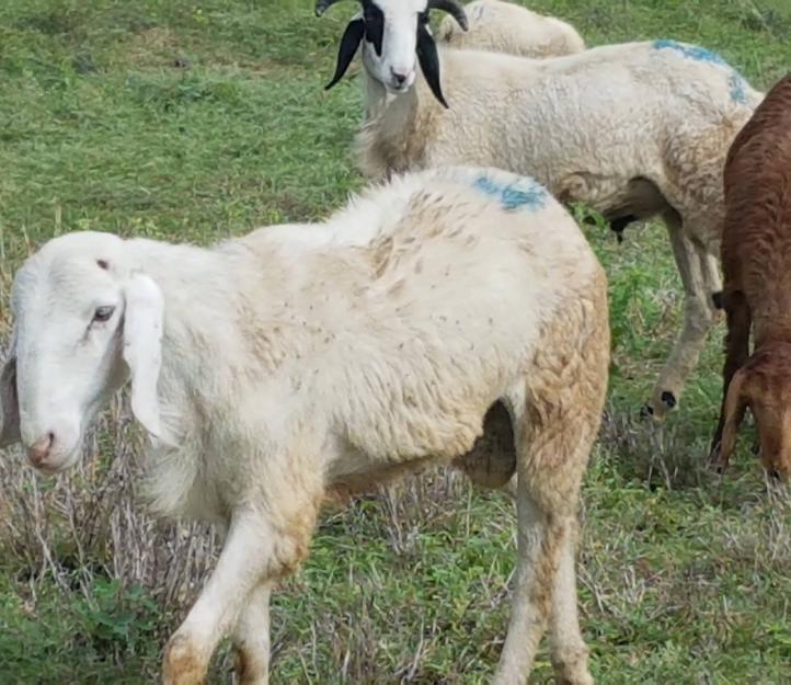 Man accused of breaking into school and sexually assaulting goats and sheep