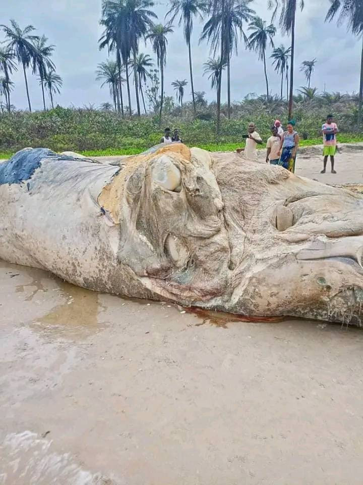 Dead whale washes ashore in Bayelsa community