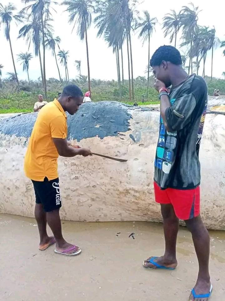 Dead whale washes ashore in Bayelsa community