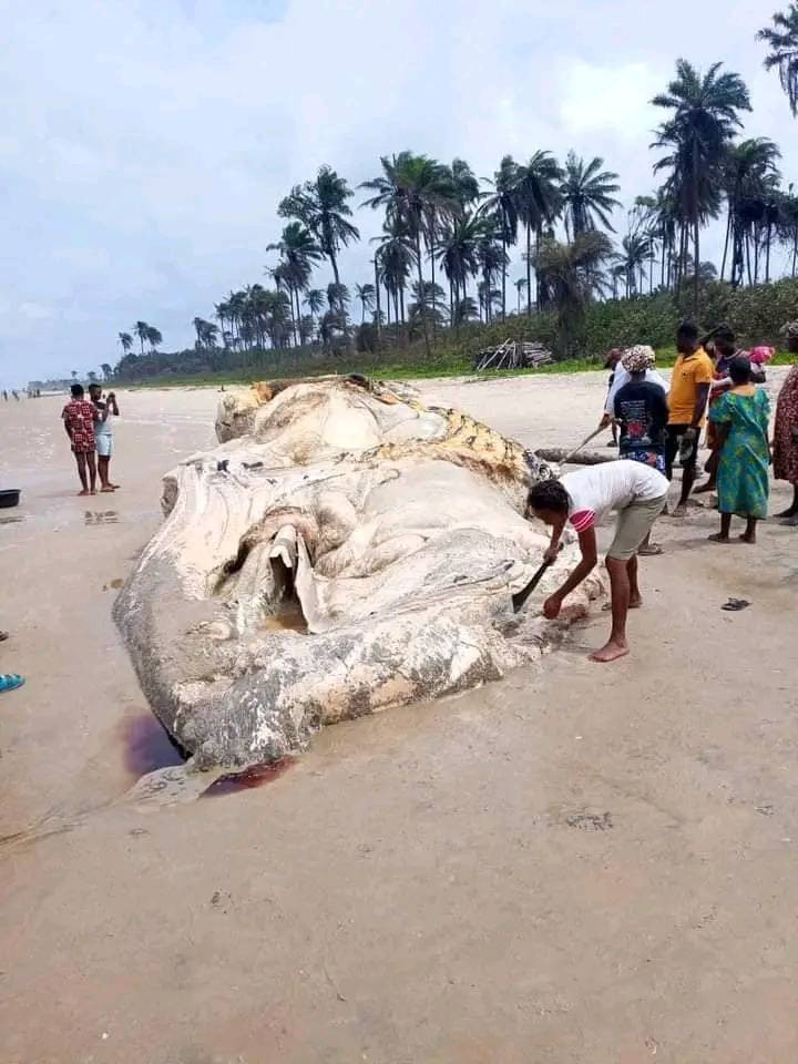 Dead whale washes ashore in Bayelsa community