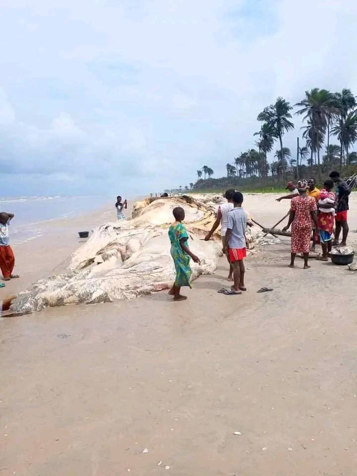 Dead whale washes ashore in Bayelsa community