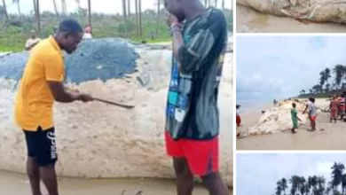 Dead whale washes ashore in Bayelsa community