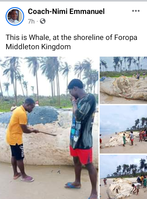 Dead whale washes ashore in Bayelsa community