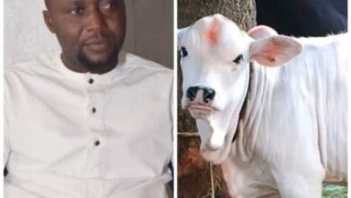 TRAGEDY AS EMBATTLED CHRISTMAS COW KILLS OWNER IN BAYELSA