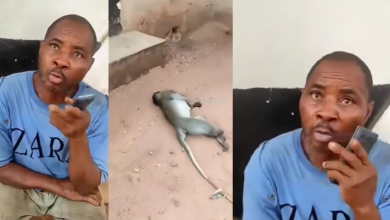 Video Of A Man Pleading For Mercy After He Was Arrested For K!lling A Sacred Monkey In Awka Goes Viral (WATCH)