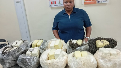NDLEA intercepts Qatar-bound illicit drugs concealed in African salad and dried vegetables